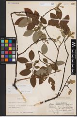 Foto von Salix caprea L.